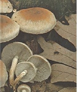 the mushroom hunter's field guide