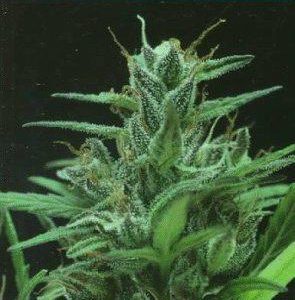 Marijuana Grower's Insider's Guide