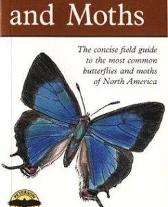 butterflies and moths