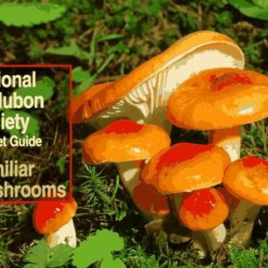 Familiar Mushrooms