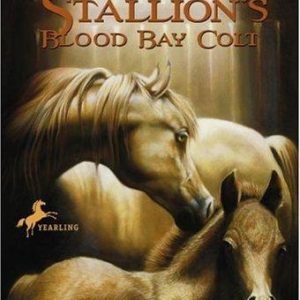The Black Stallion's Blood Bay Colt
