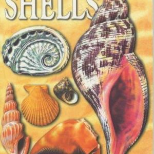 shells: sticker book