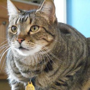 American Adventure #40 - The Bootlegger Menace