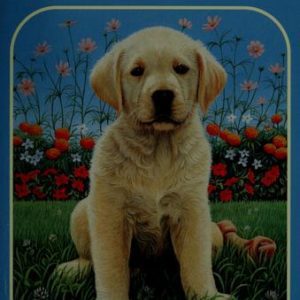 Animal Ark # 37 - Labrador on the Lawn