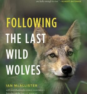 following the last wild wolves
