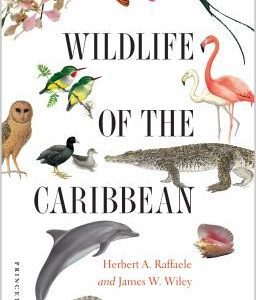 wildlife of the caribbean