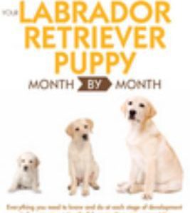 Your Labrador Retriever Puppy Month by Month