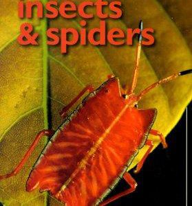 insects & spiders