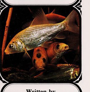 a Beginner's Guide to Garden Pools