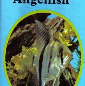 A Beginners Guide To Angelfish