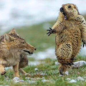 Santa Paws, Our Hero