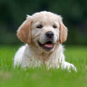 Star Wars - Jedi Academy